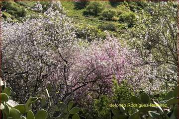 Manto de tonos blancos y rosas en Gran Canaria (Reportaje gráfico de Ildefonso Rodríguez)
